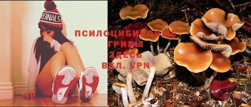 Псилоцибиновые грибы Psilocybine cubensis  Полысаево 